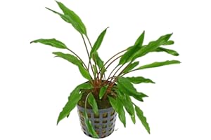 PlantasAcuario Planta acuática CRYPTOCORYNE UNDULATA planta de acuario viva y natural para acuarios plantados en maceta de 5cm