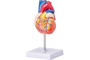 VEVOR Human Heart Model, 2-Part 1:1 Life Size, Anatomically Accurate Numbered Anatomical Heart Model with Anatomically Correct Structures, Magnetic Design, Held Together on Display Base for Learning