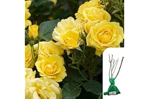 HARRINGTONS ROSES 1x Rosa Freedom Hybrid Tea Rose – Bare Root, Yellow Award-Winning Rose, Fragrant Blooms for Garden Borders & Flower Beds-When Only The Best Will Do - Top Grade “A” Roses