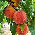OhhSome Peach Fruit Grafted And Healthy Live Plant For Home & Outdoor