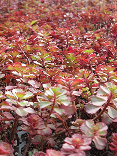 Sedum spurium Purpurteppich, 100 Pflanzen - 4