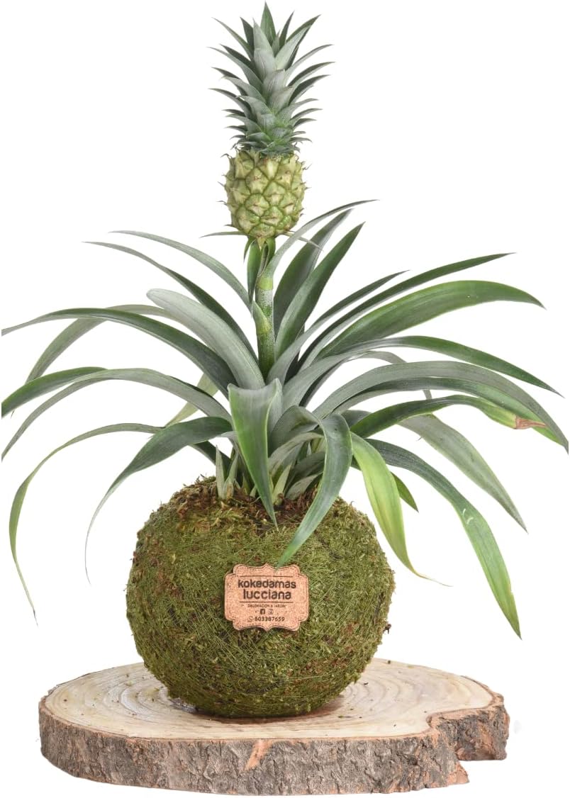 Kokedama Piña Mini Natural - Kokedama Interior | Bola de Musgo Vivo | Planta Natural | Planta Interior | Decoración Hogar | Fácil Cuidado y Mantenimiento