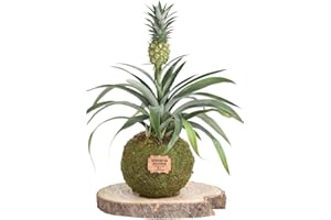 Kokedamas Lucciana Ananas Mini Naturel - Kokedama Intérieur | Boule de Mousse Vivante | Plante Naturelle | Plante Intérieure ou Extérieure | Décoration Maison | Entretien Facile