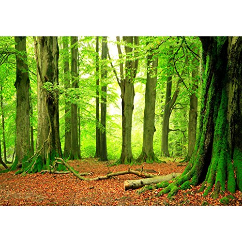 Fototapete Wald 352 x 250 cm – Vliestapete – Wandtapete – Vlies Phototapete – Wand – Wandbilder XXL – !!! 100% MADE IN GERMANY !!! Runa Tapete 9037011a - 6