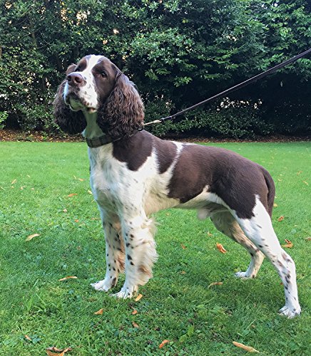 Fairwin-Leather-Dog-Lead-15M2M-Best-Dog-Training-Leash-Heavy-Duty-for-Large-Medium-Small-Dogs