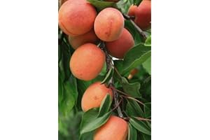 SUTTONS EST. 1806 Dwarf Apricot Tree UK Sibleys 'Flavourcot'® Prunus armeniaca Myrobalan A Rootstock Self-Fertile Hardy Tree Easy to Grow Your Own Outdoor Garden Fruit Trees 1x 4-Litre Potted Plant by Suttons