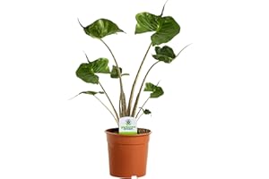 GARDENERSDREAM Alocasia Stingray - Elephant Ear Plant - Indoor Houseplant for Home or Office - Potted Air Purifying House Plants for Small and Large Spaces - Vibrant Foliage Leaves (30-40cm Incl. Pot)