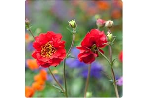 GROWTANICAL 6 x Geum 'Mrs Bradshaw' Red Flowering Large Plug Plants Hardy Perennials