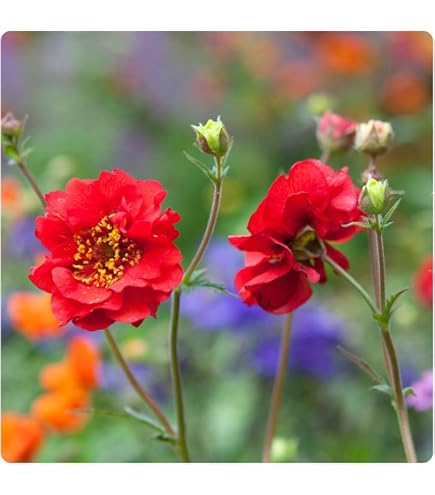 Fumo Prateria &ndash; Geum Triflorum, 10 Semi Di Fiore Rosa Insolito, Pianta Perenne Rustica