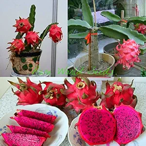 Creative Farmer Gardens Pitahaya Flower Flesh Dragon Fruit (3-Inch, Red) Live Plant Plant(1 Healthy Live Plant)