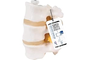 3B Scientific® Modèle de 3 Vertèbres Lombaires – Segment Vertébral Taille Réelle avec Disques Intervertébraux, Montage Flexible + Smart Anatomy App (Garantie de 5 Ans)