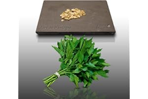 50 graines Aromatiques - ACHE De Montagne - Levisticum officinale