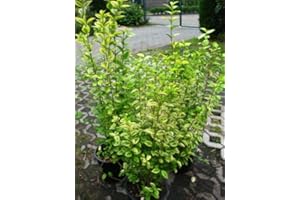 PLANTENWELT WIESMOOR Goldliguster Ligustrum ovalifolium Aureum 80-100 cm hoch im 5 Liter Pflanzcontainer