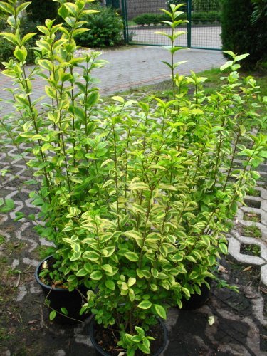 Goldliguster Ligustrum ovalifolium Aureum 100 - 125 cm hoch im 5 Liter Pflanzcontainer