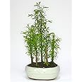 Dawn Redwood (metasequoia) Forest Bonsai 5 Trees - Supplied in a Ceramic Pot No Care Set