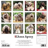 Image de Just Lhasa Apsos 2017 Calendar
