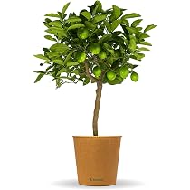 Bloomify® Limettenbaum "Lili" | 70 bis 100 cm großes ...