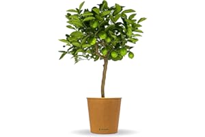 Bloomify® Limettenbaum "Lili" | 70 bis 100 cm großes selbstbefruchtendes Limettenbäumchen | pflegeleichte Limette für für Topf oder Kübel | schöne Blüten, aromatische Früchte
