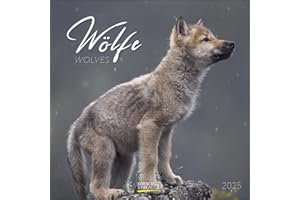 Wölfe 2025: Broschürenkalender mit Ferienterminen. Fasziniernde Bilder von Wölfen. 30 x 30 cm