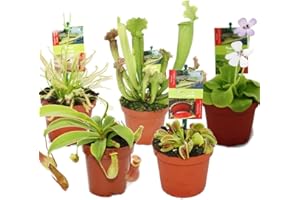 Exotenherz Starter Set Fleischfressende Pflanzen - 5 Pflanzen