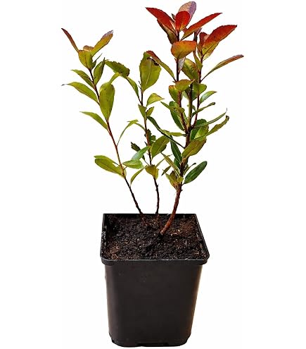 Portal Cool 10 / Te Erdbeerbaum Arbutus Unedo China Kstlicher  Frucht-Bonsais gesund und : Amazon.de: Garten