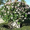 Navaurja Strophanthus Gratus | Climbing Oleander Rose Allamanda | Fragrant Flower Plant