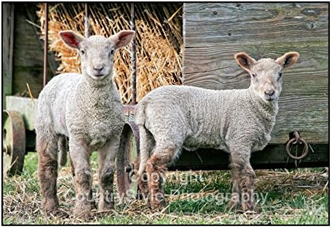 Springtime Lambs Greeting Card Notelets - 5 individually cellophane wrapped A6 cards with envelopes