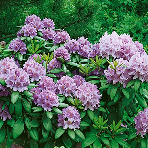 Rhododendron, 2 Liter blau/violett, 1 Pflanze