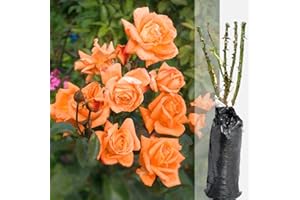 BLUE MAGIC DESIGN 1 Fragrant Rosa Lovers Meeting Orange Climbing English Rose Bare Rooted Bush Plant for Brighten Garden Outdoor Landscape Shrub Border Walkway Hedge
