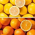 YouGarden Pair of Large Orange and Lemon Trees in 4 Litre Pots, 80-100cm Tall, Plus 150g Citrus Feed, House Plant, Conservatory or Garden Plants
