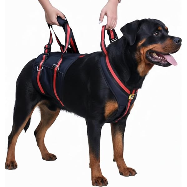 Nature Pet Draaghulp voor honden van 4 mm dik neopreen, doorlopende draaghulp met sterk gevoerde hefgordel (XL