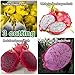 Produktbild Mix gelb-rot-pink-: Dragon Fruit Live 3 Schneiden Pitahaya Vermehrung Essbare Cacti by Farmerly