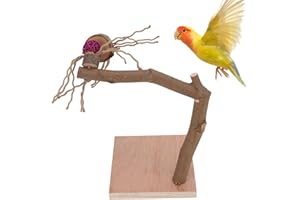 BUACHOIS Vogel Natur Freisitz Sitzstangen mit Basis, Schreibtisch Holz Wellensittich Spielplatz, Vogelkäfig Papageien Barsch Klettern Stehend Spielzeug Stangen für Nymphensittich Sittich