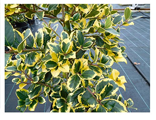 RARITÄT Frostharte Ilex Altaclerensis Golden King Größe 90-100 cm direkt aus der Baumschule - 2
