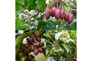 Kiwiri Cuarteto de kiwi (4 plantas de kiwi) (Actinidia arguta) – Mini kiwi – Garantía varietal directamente del cultivador