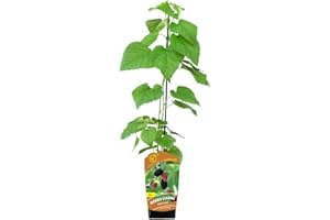 BAUMSCHULE WEDROWSKI W Schwarze Maulbeere 1L Garten Pflanze mit Schönen Blüten - Die Perfekte Dekoration für Ihr Grundstück - Für Anfänger und Professionelle Gärtner - Leckeres und Gesundes Obst