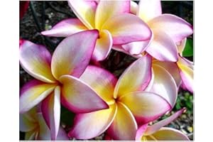 EXOTIC PLANTS Plumeria Cattaleya - Frangipani Cattaleya - 3 graines