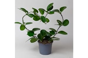 TROPICAL PLANTS UK BRITISH GROWERS Hoya Australis - Indoor House Plants on Heart-Shaped Wire, Wax Flower in 12cm Pot, Porcelain Flower air Purifying and Low Maintenance
