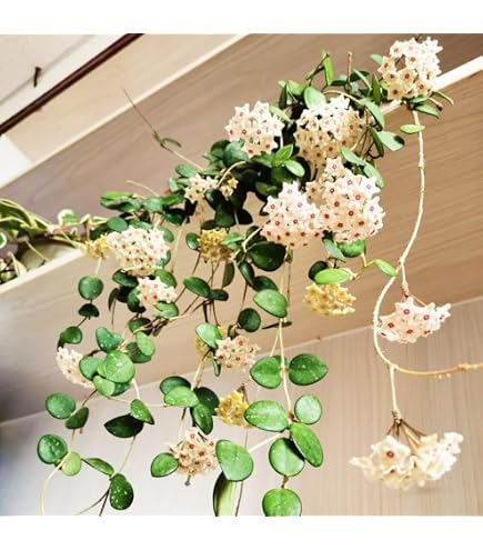 In Pot Well-rooted Rare Hoya Carnosa Green Jade Wax Porcelain Flower Honey Plant Heat Pack Available