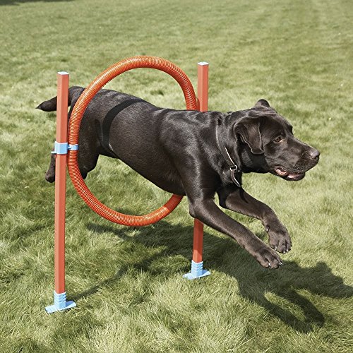 Lixit-Jump-Hoop-Dog-Agility-Starter-Equipment