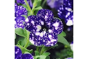 FLOWER FIELD STORY 200 Stück Lila Sternenhimmel Petunien-Samen Einzigartige Blumensamen Machen Ihren Garten Schön Landschaft Seltene Petunien-Sorten