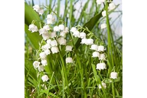 YouGarden Lily of The Valley Perennial Plants, Set of Three Established Plants in 9cm Pots, Favourite Plant of Queen Elizabeth, Shade Loving