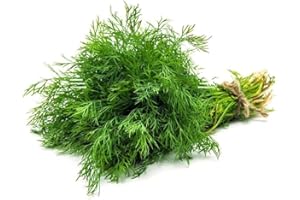 Swathi Fresh Dill Leaves Bunch Farm Fresh Green Herb with Distinct Aromatic Flavor Ideal for Cooking and Pickling Approx 200g