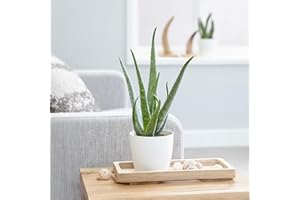 Plant Theory 30cm Aloe Vera Barbadens Indoor House Plant Fast Growing Easy Care 12cm Pot