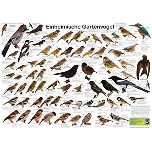 Einheimische Gartenvögel (Planet-Poster-Box) Einheimische Gartenvögel (Planet-Poster-Box)