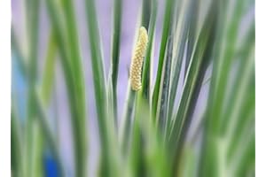 HAUS&GARTEN 6 Plantas Kalmus, Robusto Planta Estanque/Planta Acuática, Limpieza Agua