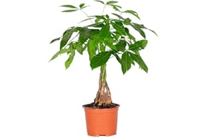 Bloomique - Pachira Aquatica - Glückskastanie - Zimmerpflanzen - Luftreinigend - Pflegeleicht - Höhe 25-35 cm - Topf 12 cm