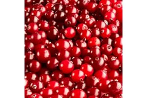 BRKENT 300 Piezas Semillas De Arándano Rojo - Plantas De Arándano Rojo - Frutas Exóticas Plantas Verdes (Vaccinium Macrocarpon) Árboles Comprar Regalos Sostenibles Para Mujeres Bonsái Regalos Ecoló