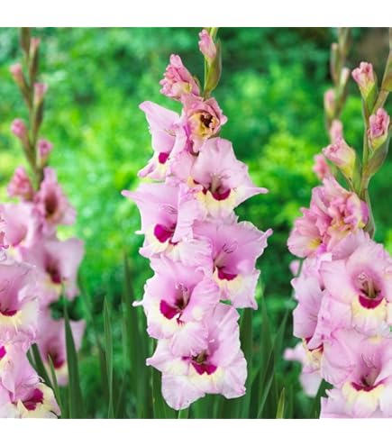 5 BULBES DE Glaïeul Rouge (Pack 1) GLADIOLUS EUR 0,99 - PicClick FR