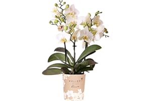 Kolibri Orchids | Weiße Phalaenopsis-Orchidee - Lausanne - Topfgröße Ø9cm | Blühende Zimmerpflanze - frisch vom Züchter